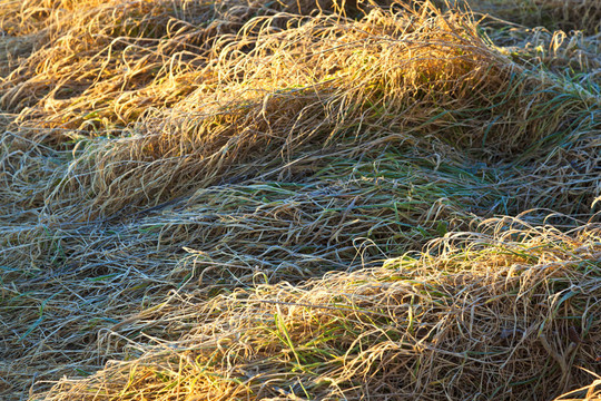 冷冻厂在草甸带背光的冬季
