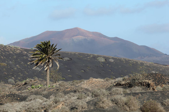 典型的兰萨罗特岛景观；火山岩；棕榈树和火山