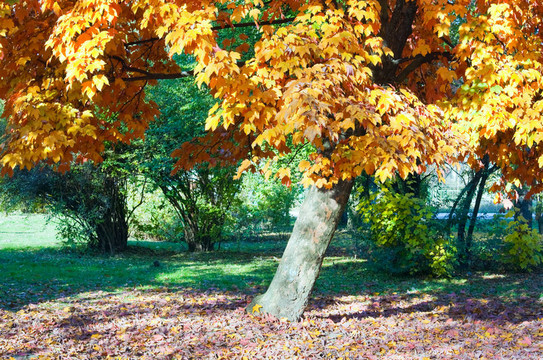 公园里的秋天枫树