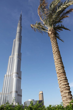 迪拜4月17日：迪拜塔摩天楼；棕榈树和植物在前方；阳光灿烂的日子；17四月2010日在迪拜；UAE