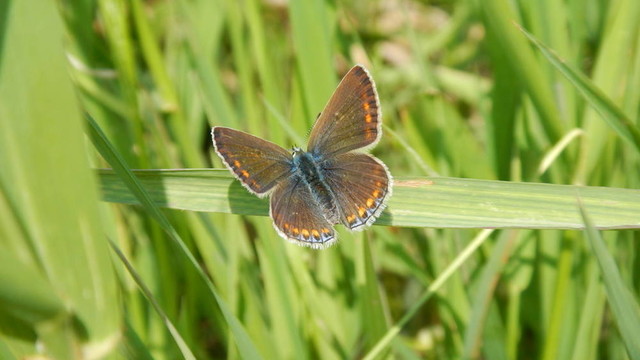 蝴蝶Polyommatus伊卡洛斯在草地上
