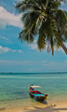 棕榈树在沙滩上的长尾船
