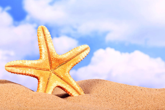 夏日海滩场景；沙滩上的海星