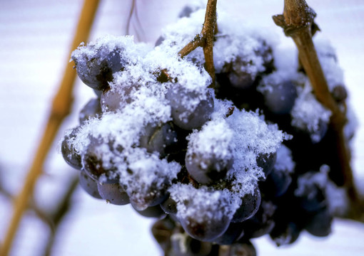 冰冻的葡萄
