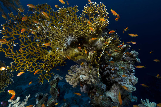 红海的热带水下生活。