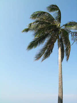 单一的椰子树