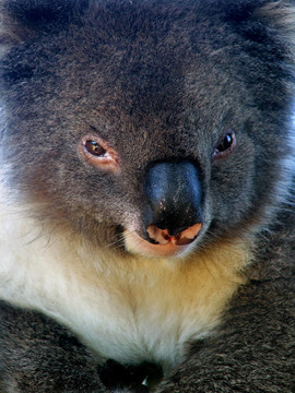 动物- Koala