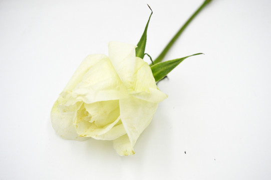 一束白玫瑰