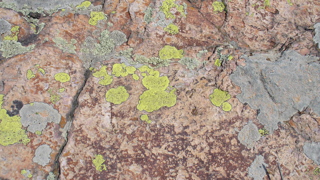 石头的苔藓