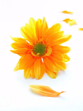 黄色和橙色的chrystanthemum
