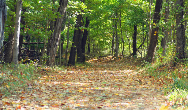 树林中的叶子覆盖的小路