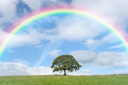 孤独的橡树和彩虹