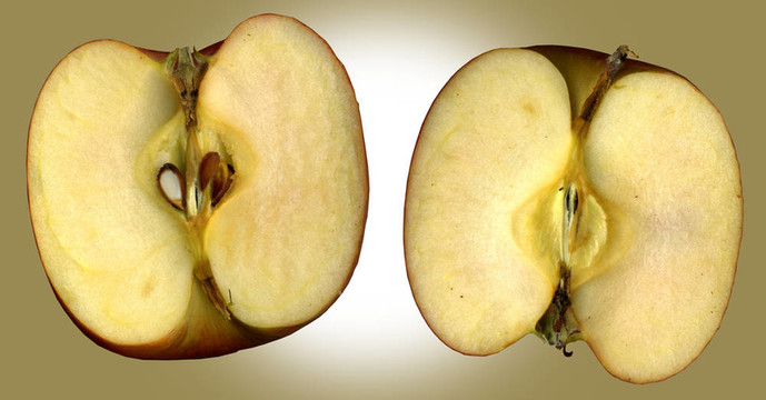 一个老苹果的内部