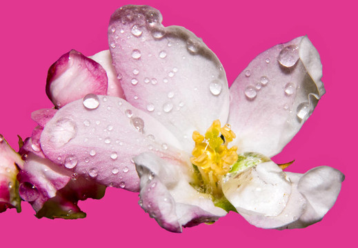 苹果花