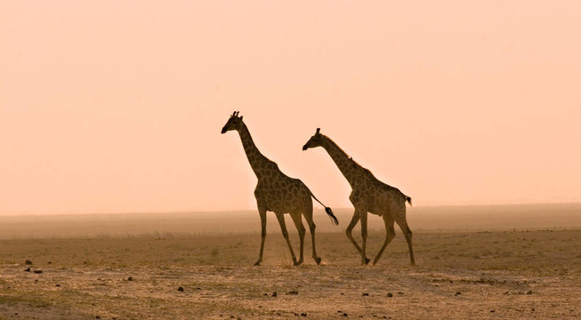 尘土中的长颈鹿