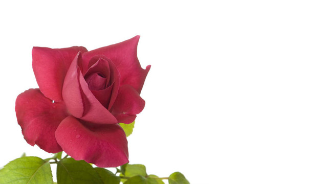 樱桃红色的情人节玫瑰