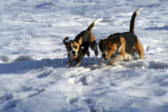 在多雪的草地上奔跑的狗