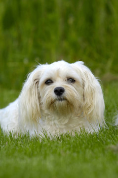 在草地上的白色狗