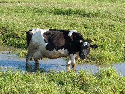 夏日草地上黑白相间的奶牛