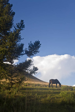 马和松树