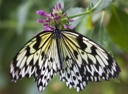 黑色和白色的纸或纸蝴蝶风筝；大帛斑蝶；在Pink Flowers张开翅膀