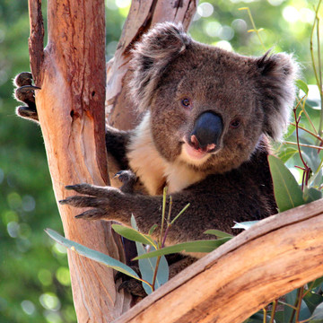 在一棵桉树Koala；阿德莱德；澳大利亚