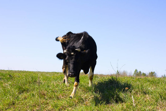 春天；草地上的一头牛