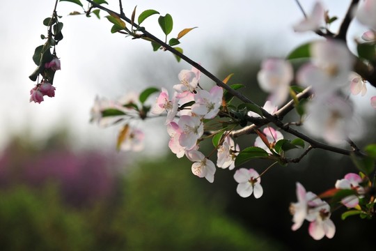 樱花