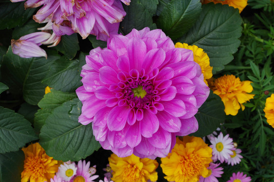 菊花
