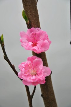 鲜花开放