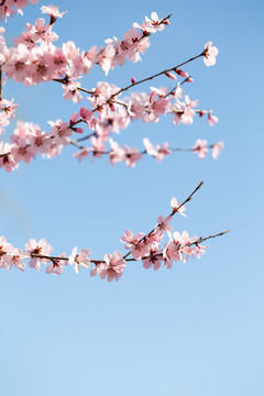 春天盛开的樱花在蓝天下格外美丽