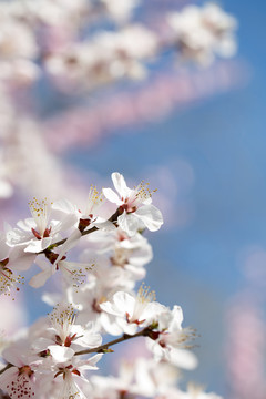 春天盛开的樱花在蓝天下格外美丽