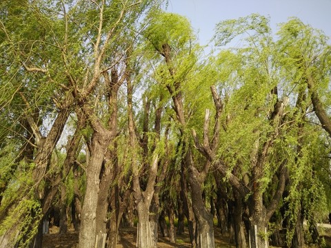 柳树林 自然 背景 植物 装饰