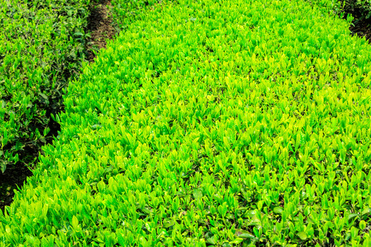 茶树新芽 茶叶 茶园 绿叶