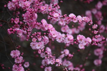 桃红 花朵 花树 春天 鲜花