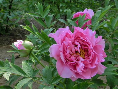 牡丹花