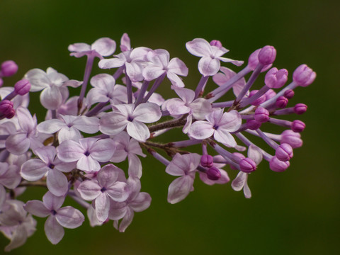 紫丁香