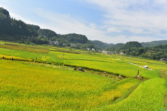 水稻田园美景
