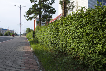 榆树墙绿化带