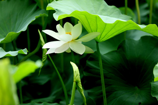 莲花