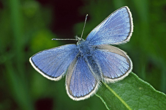 Polyommatus伊卡洛斯，常见的蓝色