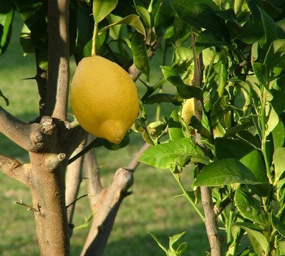 柠檬（2）