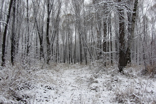 大兴安岭森林初雪