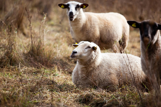 秋天牧场上的羊