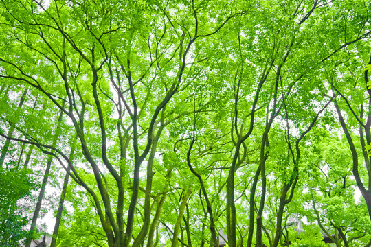 树林 树木 树 绿树 绿树林