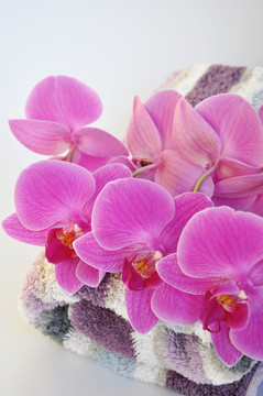 在毛巾的orchideenrispe