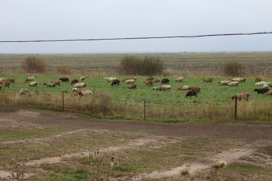 田野羊群
