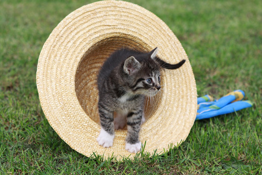 小猫玩草帽