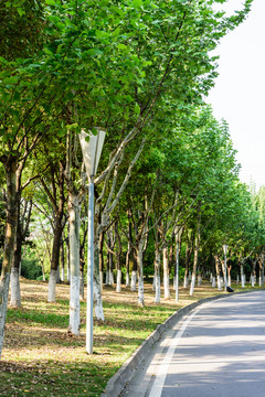 奥体中心园林绿化