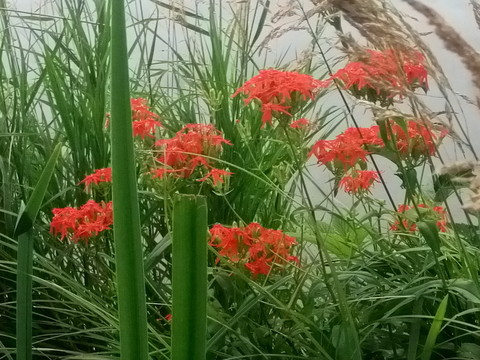 红花绿叶